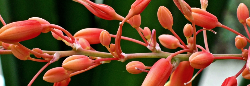 Hesperaloe parviflora