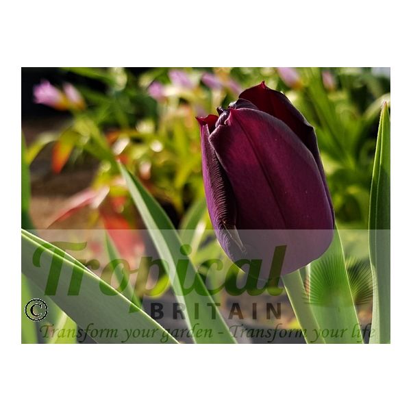 Tulipa 'Queen of the Night'