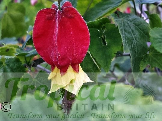 Abutilon megapotamicum