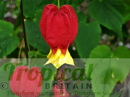 Abutilon megapotamicum