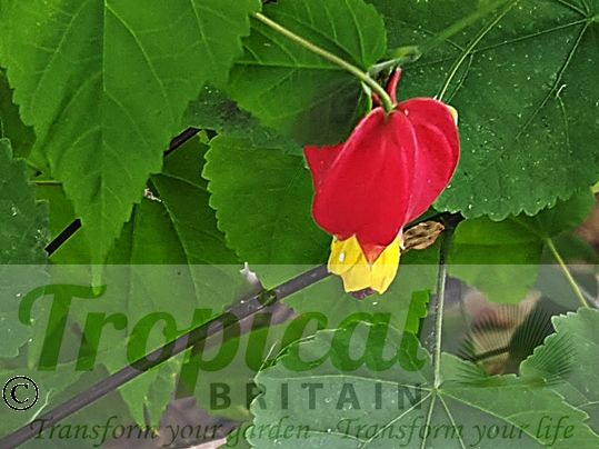 Abutilon megapotamicum