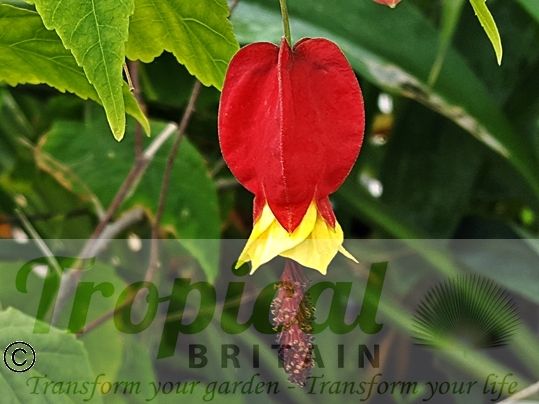 Abutilon megapotamicum