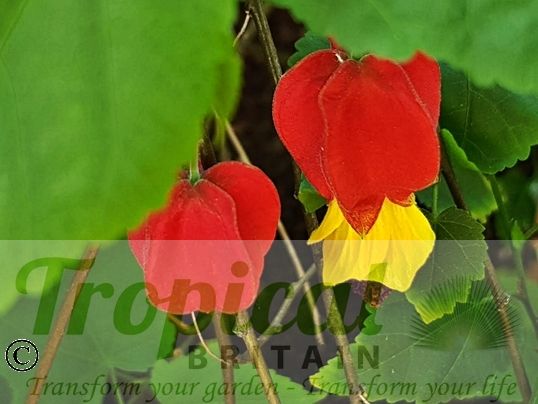 Abutilon megapotamicum