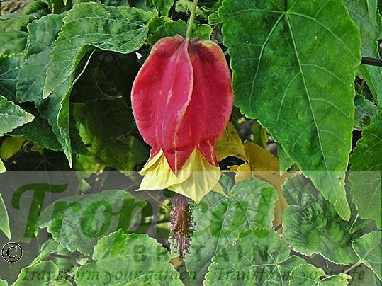 Abutilon megapotamicum