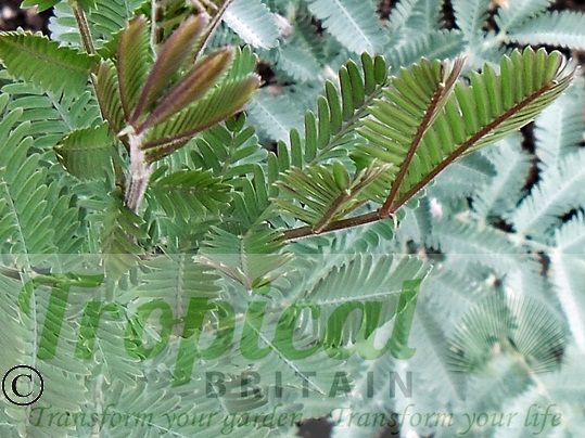 Acacia baileyana