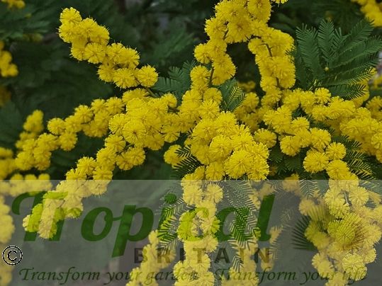 Acacia baileyana