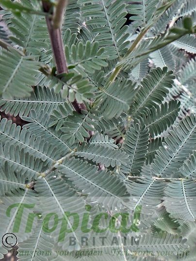 Acacia baileyana