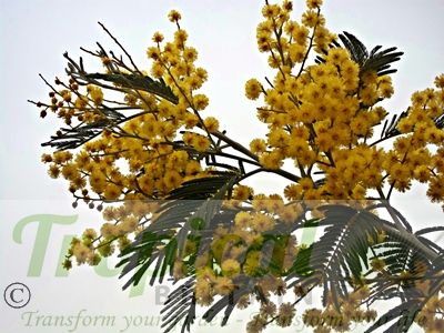 Acacia dealbata