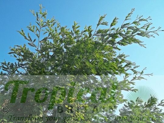 Acacia dealbata