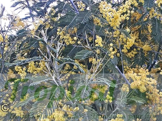 Acacia dealbata - flowers turn slowly brown after few weeks