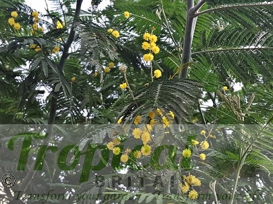 Acacia dealbata