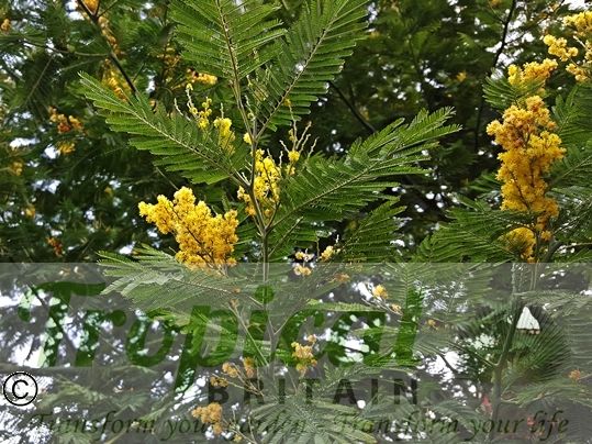 Acacia dealbata