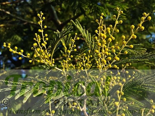 Acacia dealbata - emerging flowers