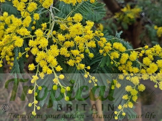 Acacia dealbata
