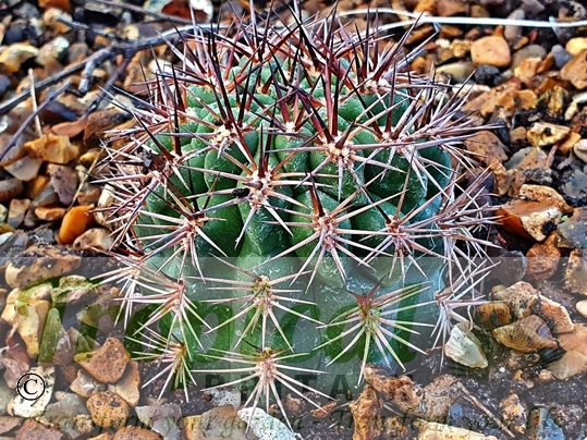 Acanthocalycium ferrarii