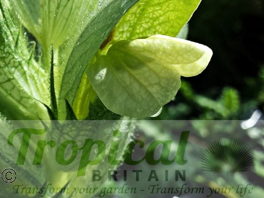 Acanthus hirsutus