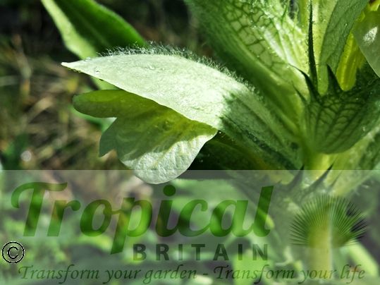 Acanthus hirsutus