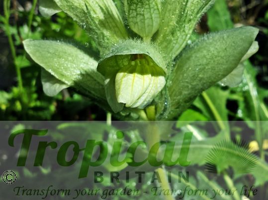 Acanthus hirsutus