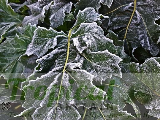 Acanthus mollis in the frost