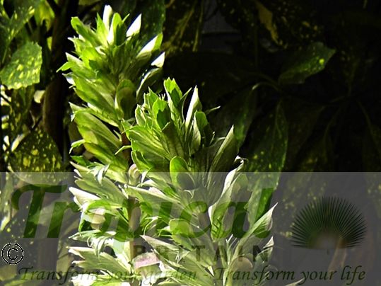 Acanthus mollis