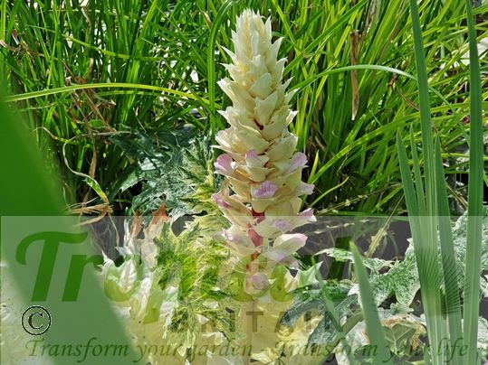 Acanthus mollis 'Whitewater'