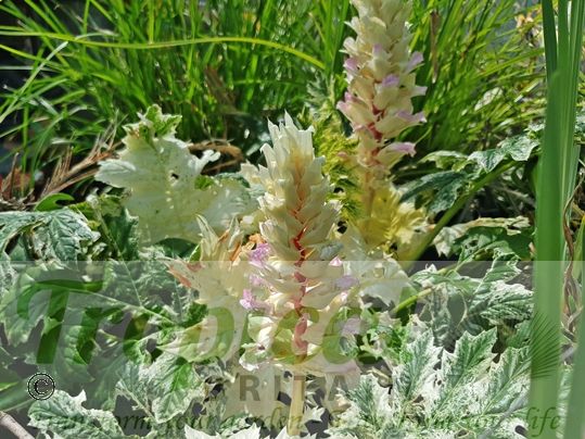Acanthus mollis 'Whitewater'