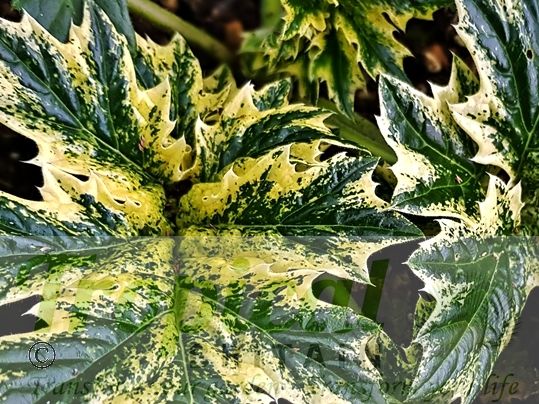 Acanthus mollis 'Whitewater'