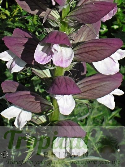 Acanthus spinosus