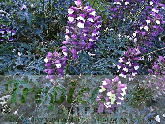 Acanthus spinosus