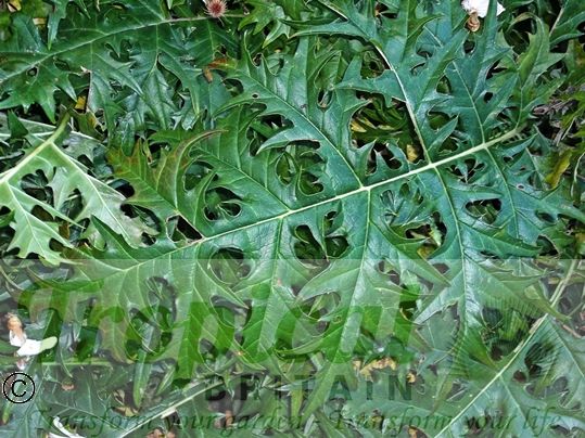 Acanthus spinosus