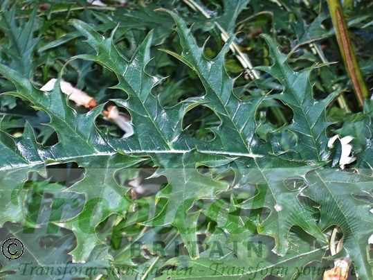 Acanthus spinosus