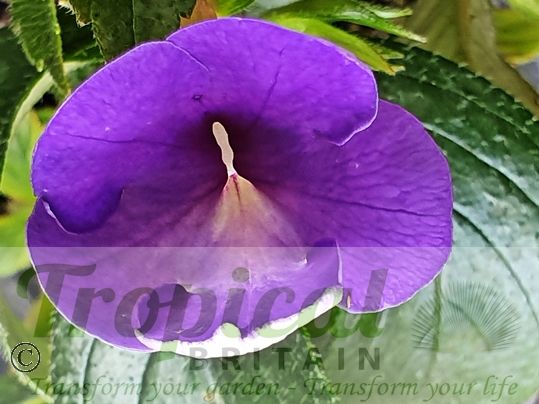 Achimenes mexicana