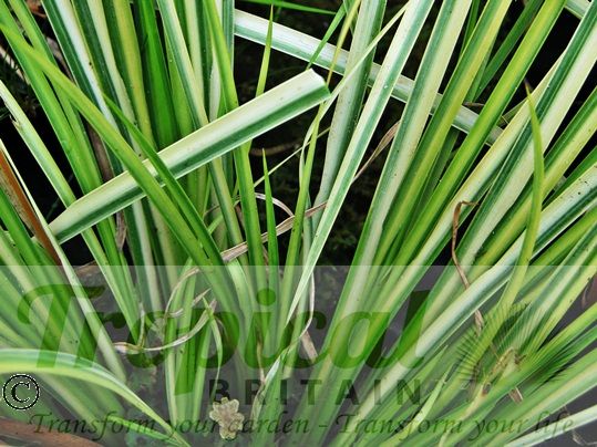 Acorus gramineus 'Ogon' - new growth is usually more golden than older foliage giving a bright shimmering effect
