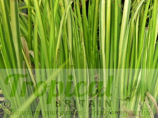 Acorus gramineus 'Ogon'