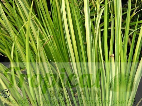 Acorus gramineus 'Ogon'