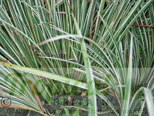 Acorus gramineus 'Variegatus'