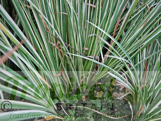 Acorus gramineus 'Variegatus'