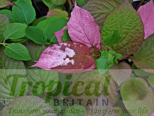 Actinidia kolomikta