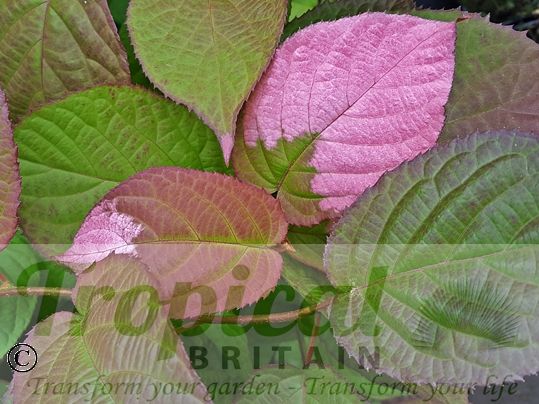 Actinidia kolomikta