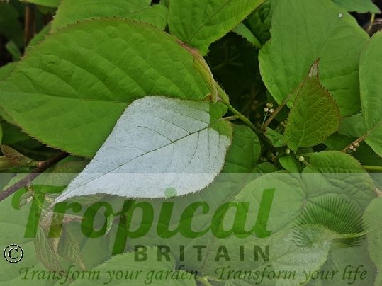 Actinidia kolomikta