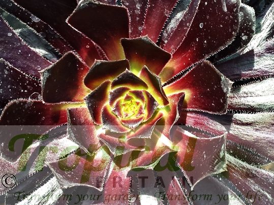 Aeonium arboreum 'Atropurpureum'