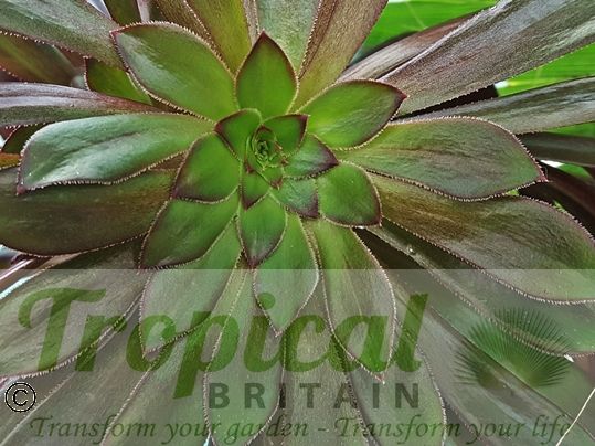 Aeonium arboreum 'Atropurpureum' - new growth in Spring is typically more green