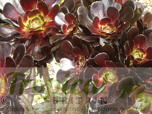 Aeonium arboreum 'Atropurpureum'