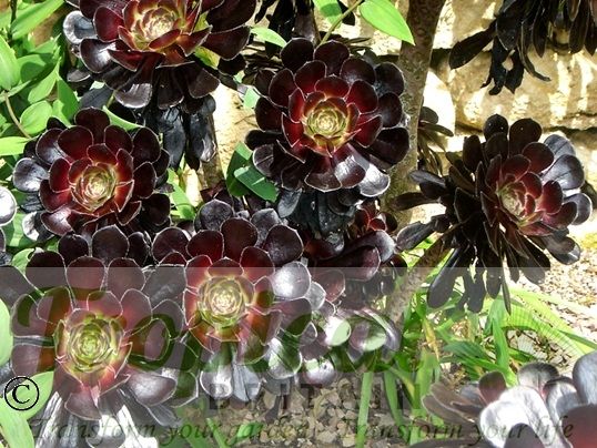 Aeonium arboreum 'Atropurpureum'