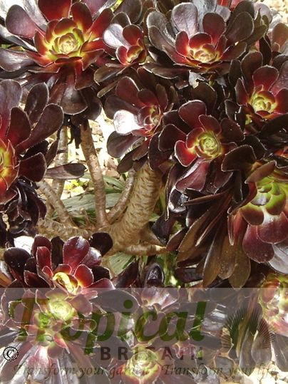 Aeonium arboreum 'Atropurpureum'