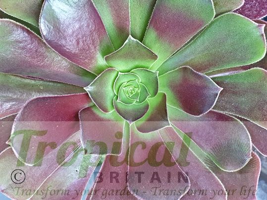 Aeonium 'Blushing Beauty'