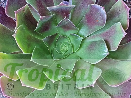 Aeonium 'Blushing Beauty'