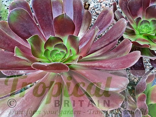Aeonium 'Blushing Beauty'