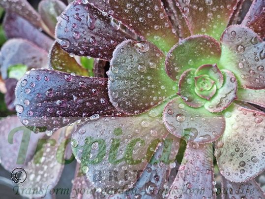 Aeonium 'Blushing Beauty'
