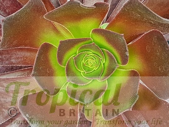 Aeonium 'Blushing Beauty'